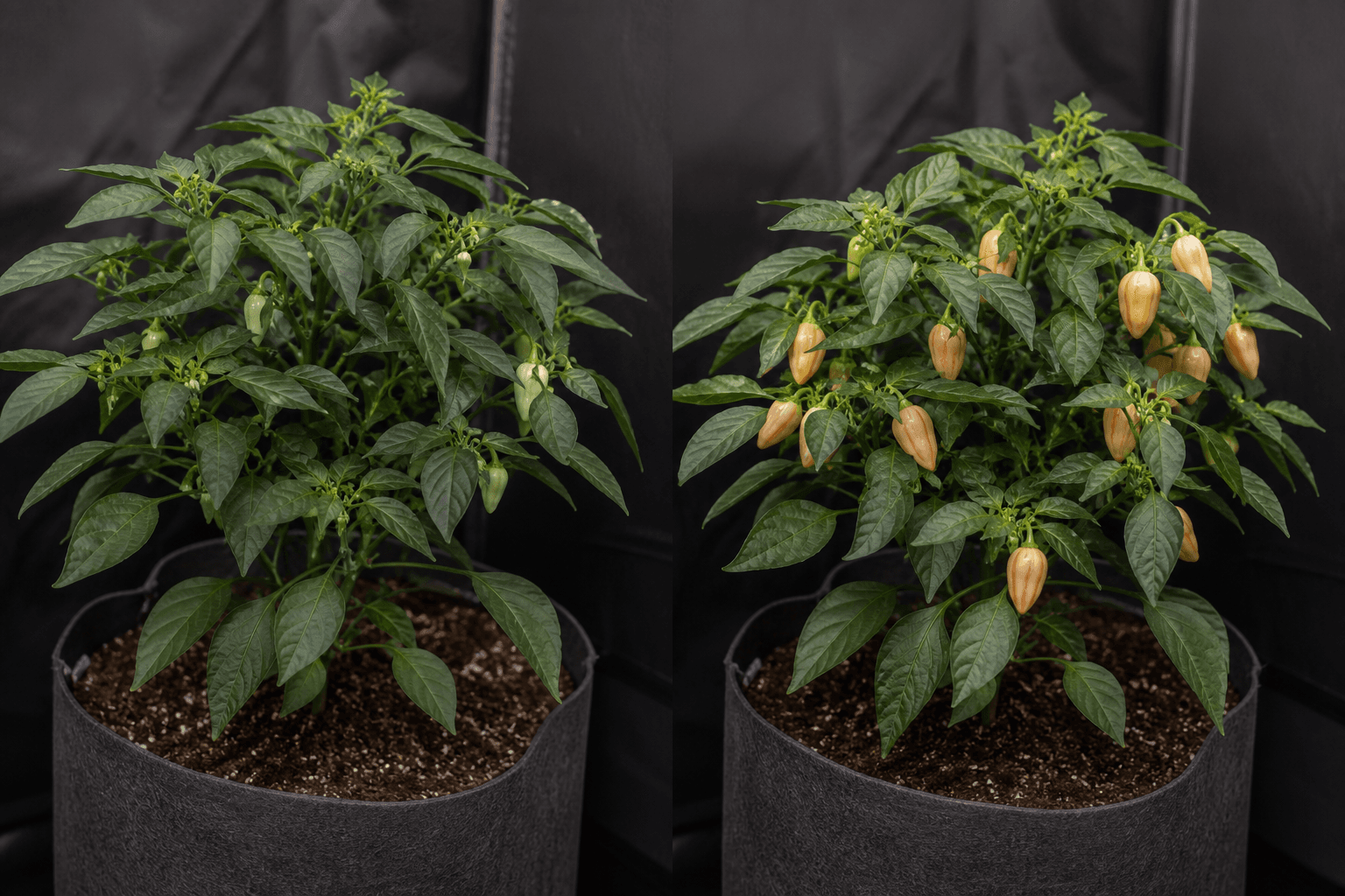 Fictional fixed-angle pepper plant comparison from early fruiting to ripening